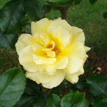 <b>yellow rose</b>