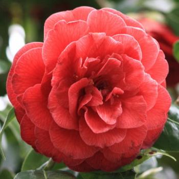 <b>183_1127 red Camellia, Sydney, 8th Sept'12, Kate/Sydney</b>