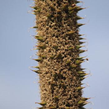 <b>5185 Xanthorrhoea species, Grass tree, Xanthorrhoeaceae, Hawkesbury R, 11th Mar'11, Kate/Sydney</b>