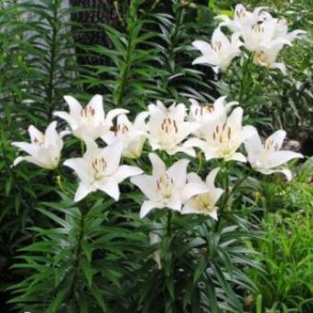 <b>White Lily 07-31-13 / Sue OK</b>