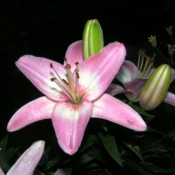 <b>Pink & White Lily 07-31-13 / Sue OK</b>