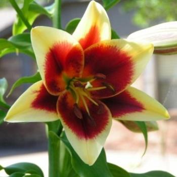<b>Lily Dutch Red 07-31-13 / Sue OK</b>