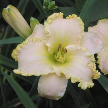 <b>Daylily Frilly Bliss/Sue OK</b>