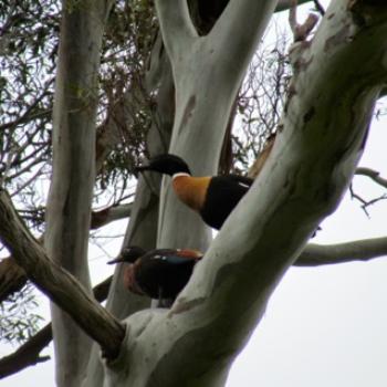 <b>Australasian Shelducks, checking out a nesting place high in an old eucalyptus - Sacky Tasmania</b>