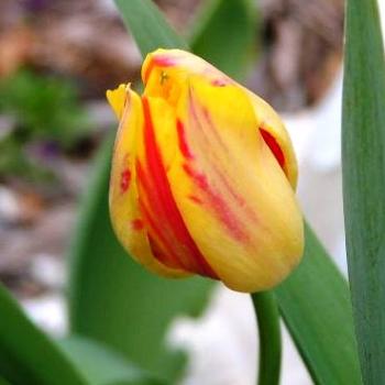 <b>Orange / Yellow Tulips08-20-13 / Sue OK</b>