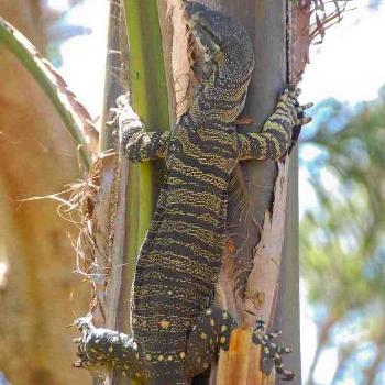 <b>2m (6ft) goanna</b>
