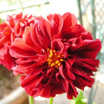 <b>Dahala Red  07-31-13 / Sue OK</b>