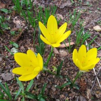<b>Autumn crocus</b>