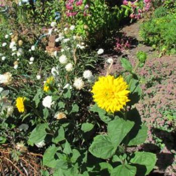 <b>Heliopsis helianthoides 'Light of Loddon'</b>