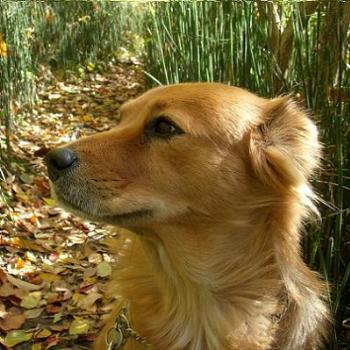 <b>Maggie in the Fall</b>