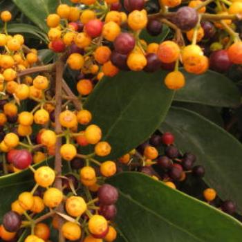 <b>Umbrella tree berries, January 2013</b>