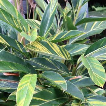 <b>185_6382 stripey leaves, Hawkesbury R, 17th July'11, Kate/Sydney</b>