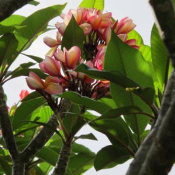 <b>Frangipani, Summer 2013</b>
