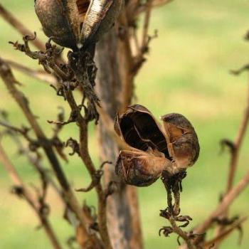 <b>Seed Pods  08-20-13 /Sue OK</b>