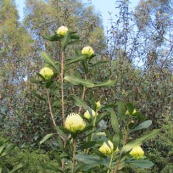 <b>Yellow waratah in my garden - Sacky</b>