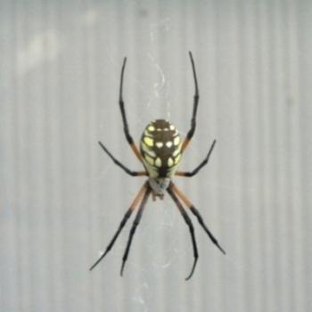 <b>Spider  07-31-13 / Sue OK</b>