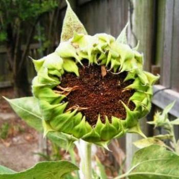 <b>Sunflower 07-31-13 / Sue OK</b>