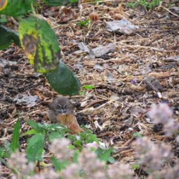 <b>The elusive Tasmanian Scrubwren.</b>