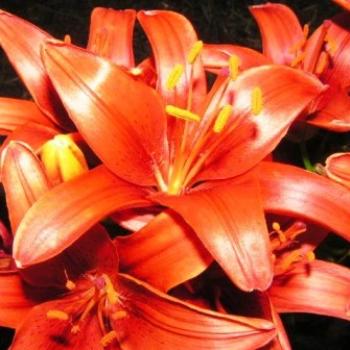 <b>Orange Lily 07-31-13 / Sue OK</b>