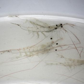 <b>5201 shrimp in the bucket, Hawkesbury R, 11th Mar'11, Kate/Sydney</b>