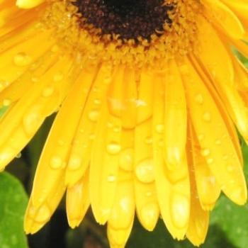 <b>Yellow Gerber Daisy 07-31-13 / Sue OK</b>