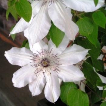 <b>Fragrant Star Clematis/Sue OK</b>
