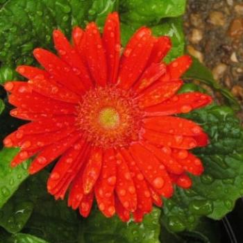 <b>Orange Gerber Daisy  07-31-13 / Sue OK</b>