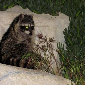 <b>Kevin, the raccoon</b>