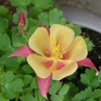 <b>Pink & Yellow Columbine 08-20-13 / Sue OK</b>