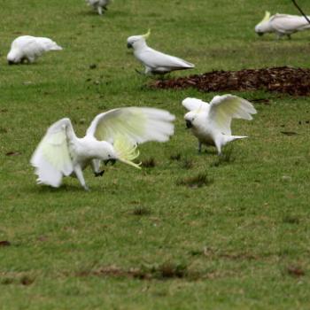 <b>183_4036 cockatoos behaving madly after rain, Ln Co, NPk, Sydney, 13th Oct'09, Kate/Sydney</b>