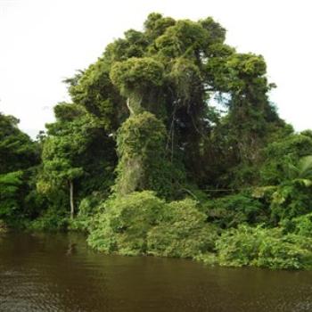 <b>Rio Negro, Amazonas, Brazil</b>