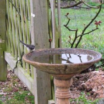 <b>Grey fantail -time for a bath - Tasmania</b>