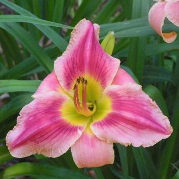 <b>Daylily Mommay Cherry Pie/Sue OK</b>