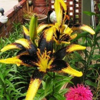 <b>Lion Heart Lily 07-31-13 / Sue OK</b>