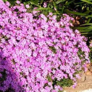<b>Phlox Pink  07-31-13 / Sue OK</b>