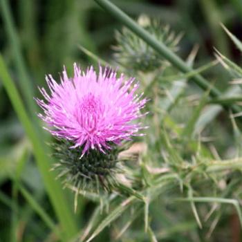 <b>4063 Onopordum acanthium, Scotch Thistle, Cotton Thistle, Asteraceae, herb, weed, property near Gloucester, 28th Dec'10, Kate/Sydney</b>