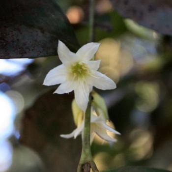 <b>9320 creamy tree flowers, 'Wychwood' friends' house, Mt Wilson, Blue Mountains, NSW, 1st Aug'10, Kate/Sydney</b>