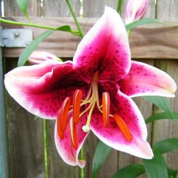 <b>Dark Sensation Lily/Sue OK</b>