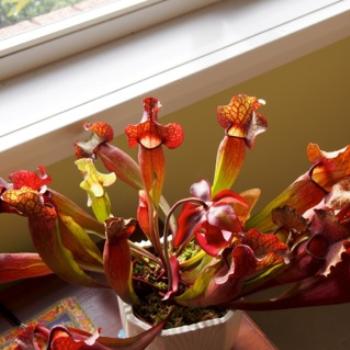 <b>Saracennia in flower (North American Pitcher plant) - Sacky</b>