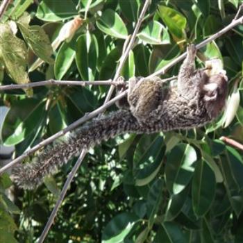 <b>Common marmoset (Callithrix jacchus), Sugarloaf Mountain, Rio de Janeiro</b>