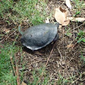 <b>Native turtle in garden</b>