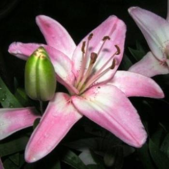 <b>Pink & White Lily 07-31-13 / Sue OK</b>