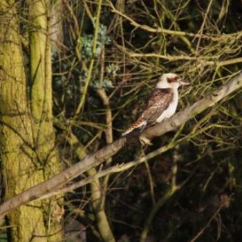 <b>Kookaburra - Sacky</b>