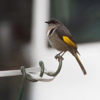 <b>Crescent Honeyeater - Sacky </b>