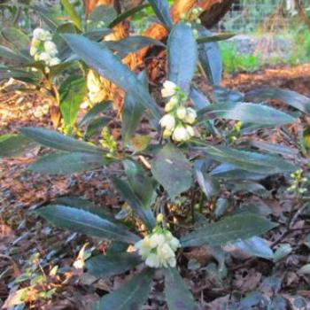 <b>Tasmanian laurel (Anopterus glandulosus) - Sacky</b>