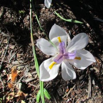 <b>Dietes grandiflora- native of southern Africa</b>