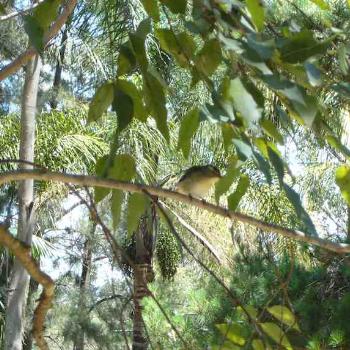 <b>Spotted Pardalote</b>