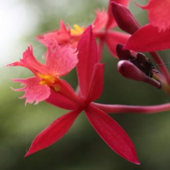 <b>3189 Epidendrum ibaguense, Crucifix Orchid, Orchidaceae, Hawkesbury R, 18th Nov'10, Kate/Sydney</b>