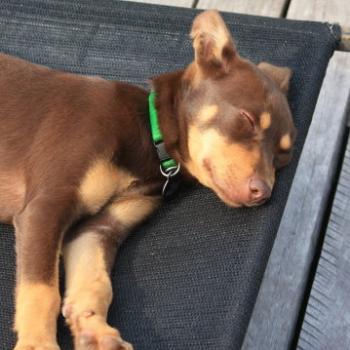 <b>3974 Kirra's a worn out puppie, property near Gloucester, 28th Dec'10, Kate/Sydney</b>
