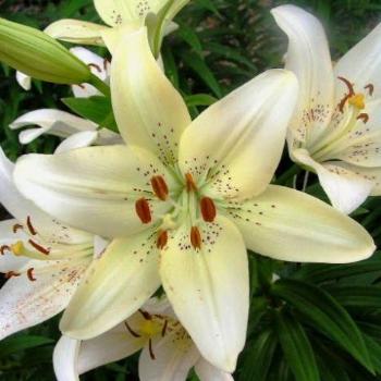 <b>White Lily / Sue OK</b>